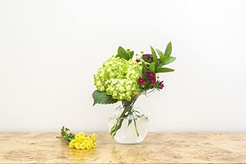 Vietri Hibiscus Clear Glass Fluted Vase 625D 7H