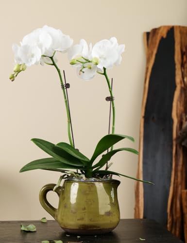 Ceramic Vase with Handle for Home Decor